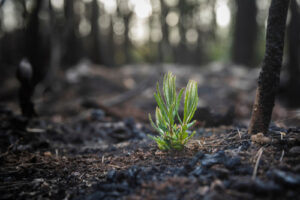 Read more about the article Restoring the Balance | Environmental Remediation